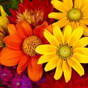 Meet your Posher, Dee